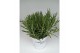 Lavandula x intermedia edelweiss wit 