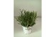 Lavandula x intermedia edelweiss wit 