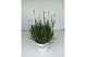 Lavandula x intermedia edelweiss wit 