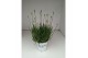 Lavandula x intermedia edelweiss wit 