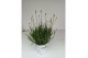 Lavandula x intermedia edelweiss wit 