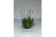 Lavandula x intermedia edelweiss wit 