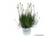 Lavandula x intermedia edelweiss wit 