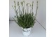 Lavandula x intermedia edelweiss wit 