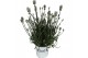 Lavandula x intermedia edelweiss wit 