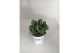 Lavandula x intermedia edelweiss wit 