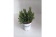 Lavandula x intermedia edelweiss wit 