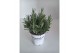 Lavandula x intermedia edelweiss wit 