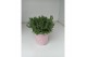 Lavandula angustifolia rosea 