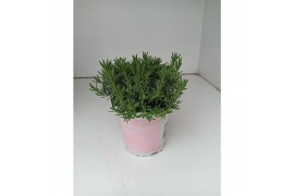 Lavandula angustifolia rosea