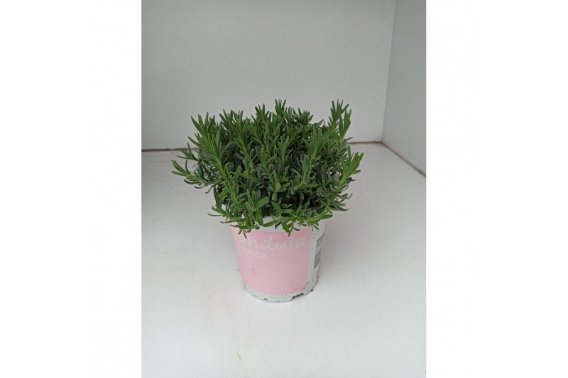 Lavandula angustifolia rosea 
