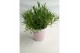 Lavandula angustifolia rosea 