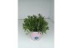 Lavandula angustifolia rosea 