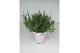 Lavandula angustifolia rosea 