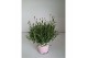 Lavandula angustifolia rosea 