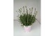Lavandula angustifolia rosea 