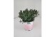 Lavandula angustifolia rosea 