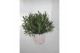 Lavandula angustifolia rosea 