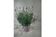 Lavandula angustifolia rosea 