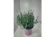 Lavandula angustifolia rosea 