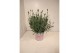 Lavandula angustifolia rosea 
