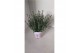 Lavandula angustifolia rosea 