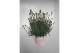 Lavandula angustifolia rosea 