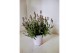 Lavandula angustifolia rosea 