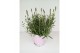 Lavandula angustifolia rosea 