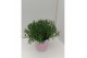 Lavandula angustifolia rosea 