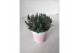 Lavandula angustifolia rosea 