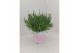 Lavandula angustifolia rosea 