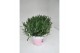 Lavandula angustifolia rosea 