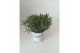 Lavandula aromance white wit 