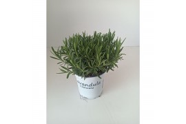 Lavandula aromance white wit