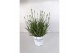 Lavandula aromance white wit 