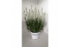 Lavandula aromance white wit 