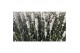 Lavandula aromance white wit 