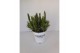 Lavandula aromance white wit 