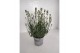 Lavandula aromance white wit 