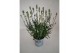 Lavandula aromance white wit 