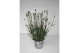 Lavandula aromance white wit 