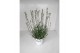 Lavandula aromance white wit 