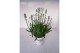 Lavandula aromance white wit 