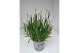 Lavandula aromance white wit 