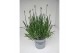 Lavandula aromance white wit 
