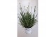 Lavandula aromance white wit 