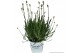 Lavandula aromance white wit 
