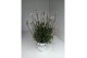 Lavandula aromance white wit 