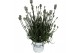 Lavandula aromance white wit 
